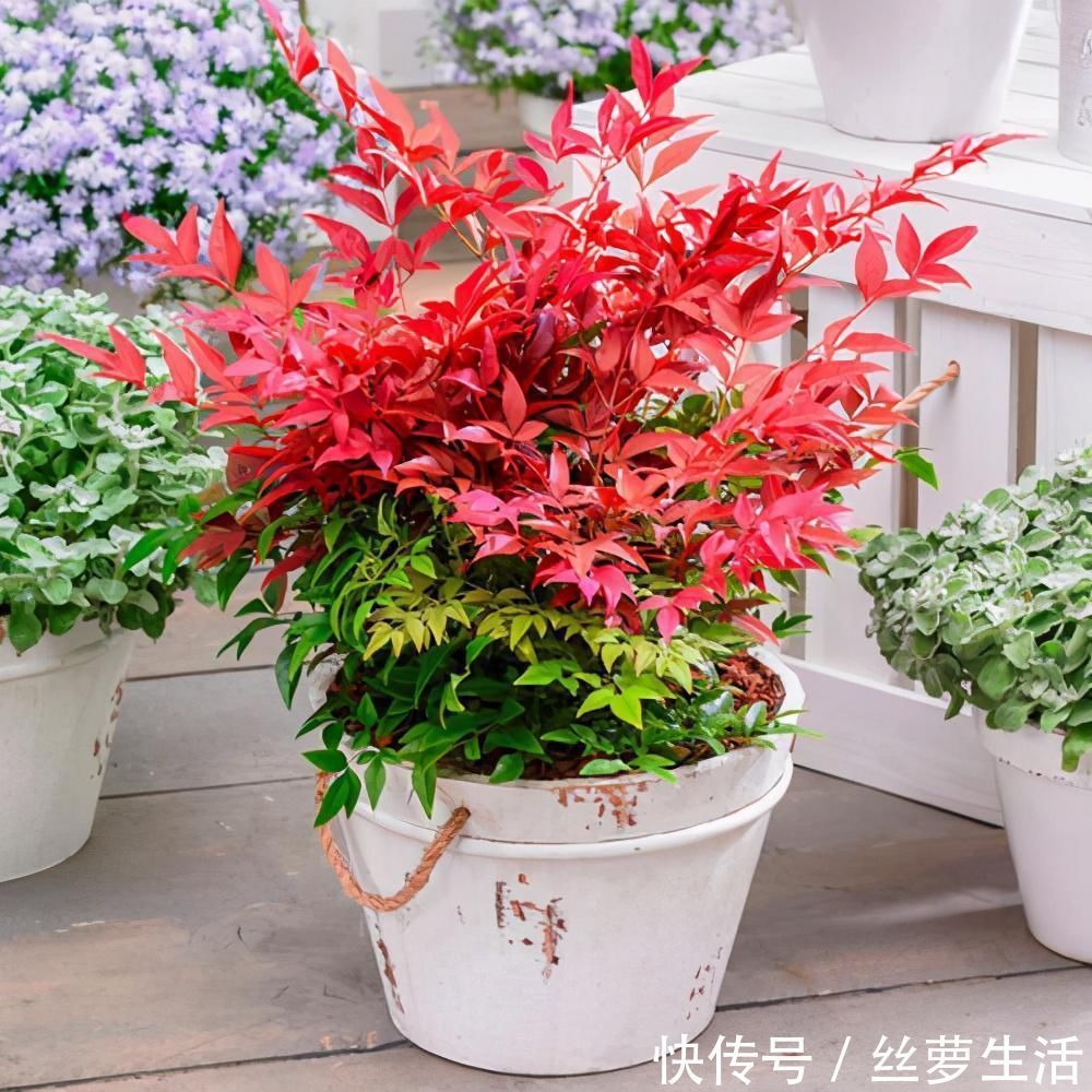 价值|苏派盆景极具名气,这6种盆景做法精妙、极具自然之感,价值高