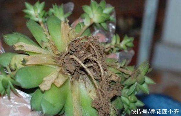 新手养多肉容易“踩雷”，绕过4个“雷区”，才知道多肉并不难养