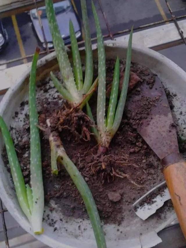 邻居王奶奶是个“芦荟迷”，养成芦荟“老桩”，枝干像胳膊粗