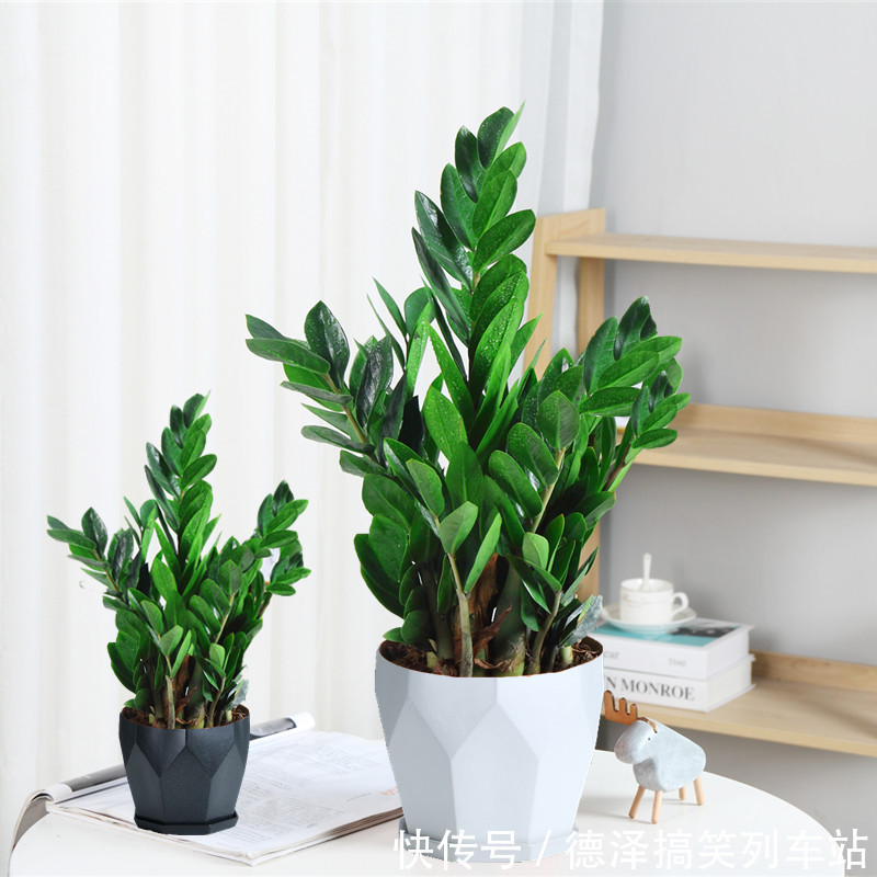 虎皮兰|九大“健康花”,建议大家养一盆,干净漂亮又吉祥