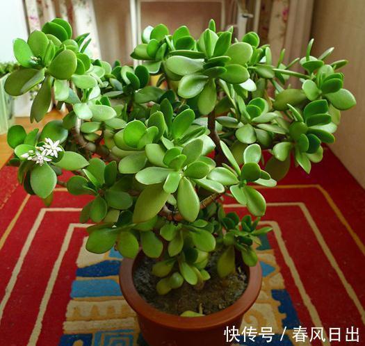 家里养4种花,叶子掉盆里,15天生根发芽,1盆能变20盆,好养活