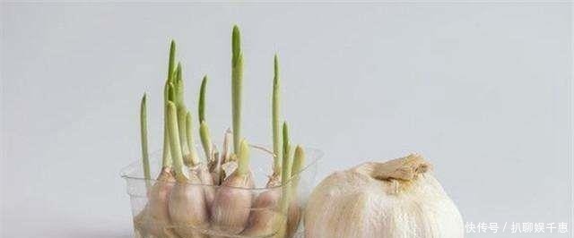 心脑血管|发了芽的大蒜,比黄金还珍贵,许多人还不了解,早知早受益!