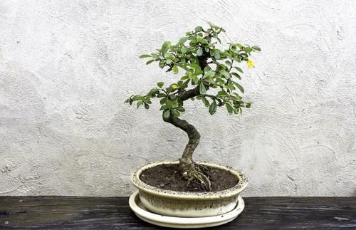 养花不如养盆景，3个套路，把花养成“裸根盆景”，提升档次