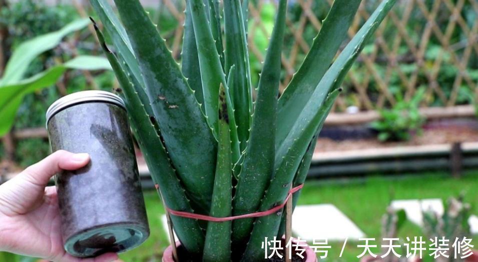 气温突降，盆栽芦荟该注意这些事项，不然茎叶全化水