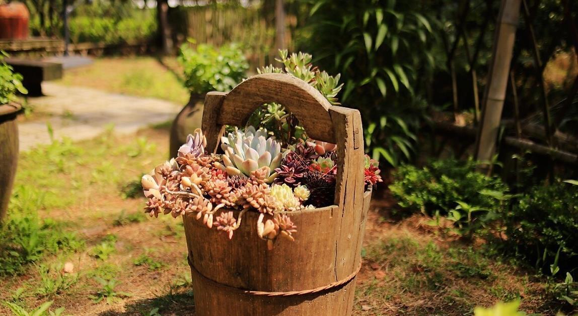 为省钱,用这几种“废品”养花,结果花友跟风效仿,意外啊