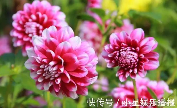 美极了|大丽花怎么养护?掌握3个方法,花大艳丽,开起来美极了!