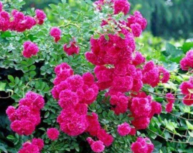 此款花草适合新手养殖，花开媲美玫瑰，花朵姿态万千，美