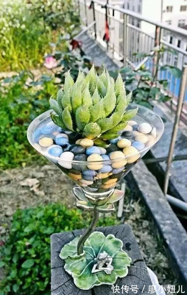 玻璃瓶纯颗粒养多肉,干净又好养,越养越上瘾