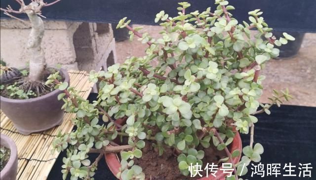 萌发|养金枝玉叶，怎样修剪、整形，才能把它打造成更美观的盆景