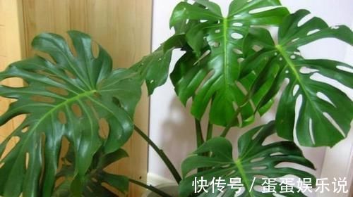 绿油油|电视旁边放啥花卉好?此“3种”植物都爱养,一年四季绿油油