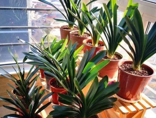 想让君子兰|养护君子兰,2个肥料轮流用,一种长厚叶,一种开大花