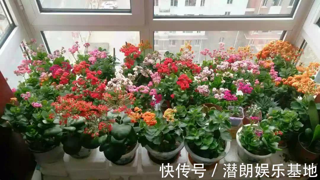 阳台上|封闭阳台养花，要“精挑细选”，选几种准没错，春夏秋冬花不断