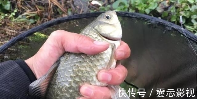 降温天鱼口轻,钓灵好还是钓钝好?这几个重点圈起来要考!