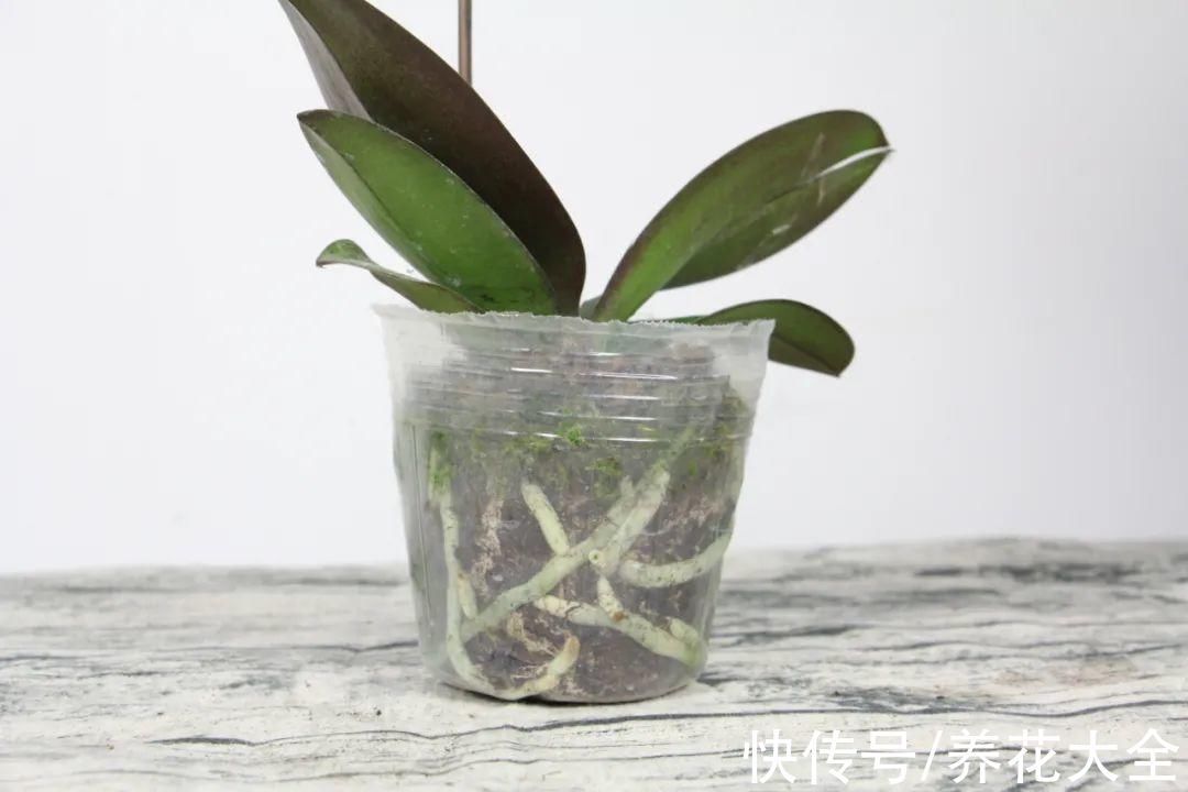 红火好养的“喜庆花”,现在买不吃亏,下个月价格翻两倍