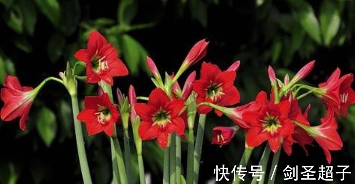 网红封蜡朱顶红,懂花的人不忍心买,看着就遭罪