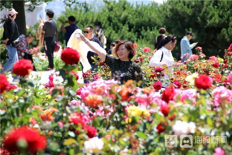 孙国栋|这就是山东·莱州丨以花为媒为你而“莱” “月季花节”如期而至