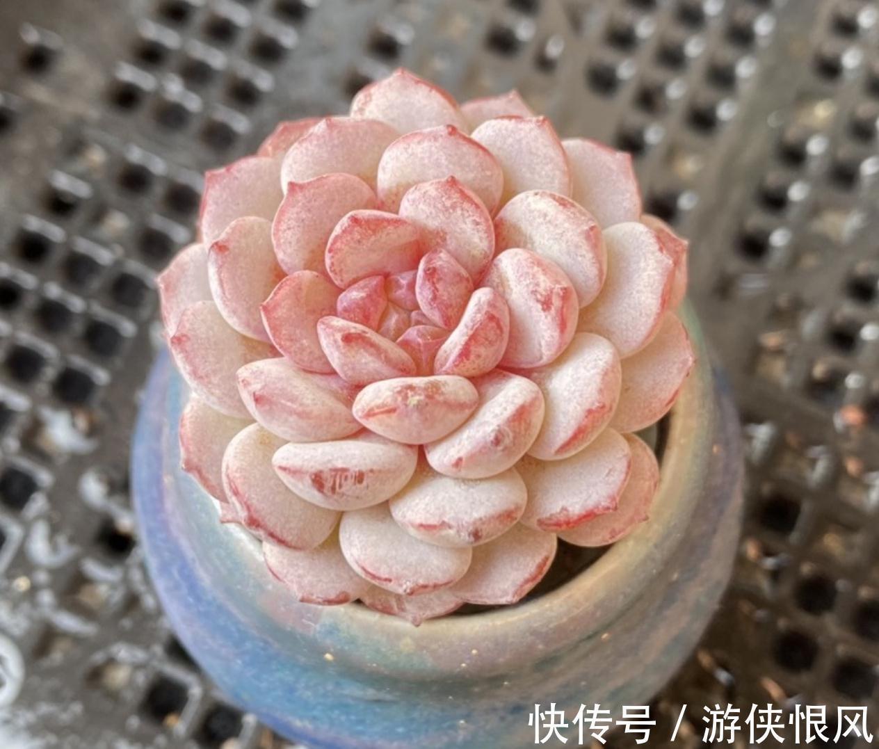 别忽略多肉的6个求救信号,做错1个都不行,不然轻松化水