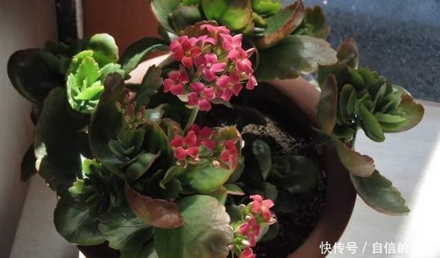 简单|今年的长寿花一直在消苞,别慌,简单几步教给你,开花爆盆不见叶