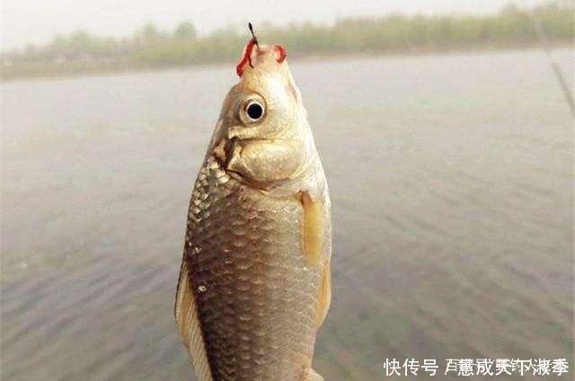 套路|钓了3条鱼,赔偿5万元,难道被塘主“套路”事情没这么简单!