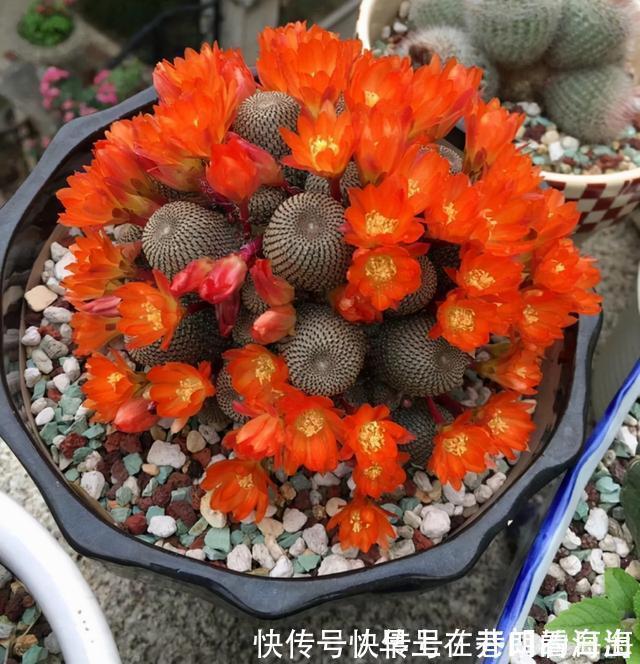 天冷|天冷了，15种漂亮花喜欢“大太阳”，多晒长得壮，花更多