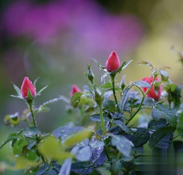 别再羡慕达人的花园了，月季正餐吃得好，你也可以