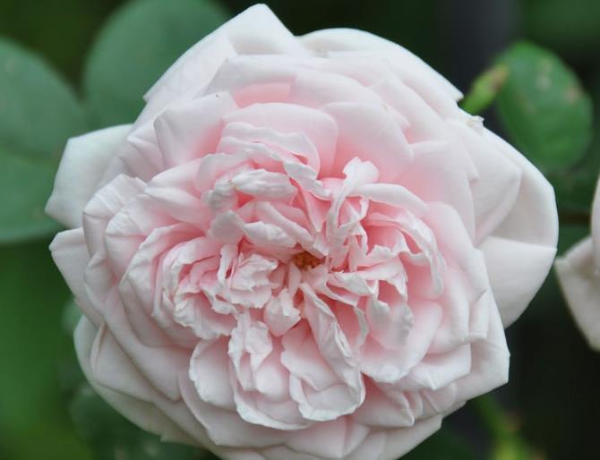 花型|喜欢玫瑰,首选此款“精品玫瑰”倾城之念,花型丰满,富贵华美