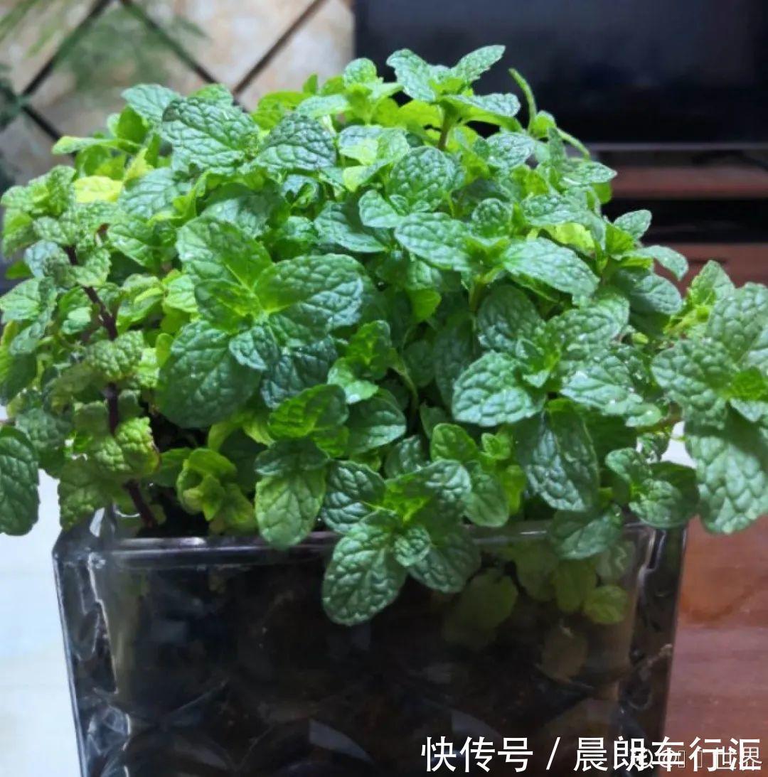 绿萝可以扔了,养盆“格调”花,颜值高还有气质