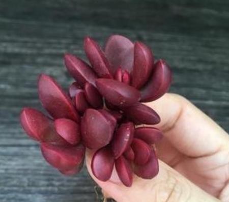 叶片|喜欢红色系多肉就养它,叶片红得发紫,关键容易出状态,特别好养