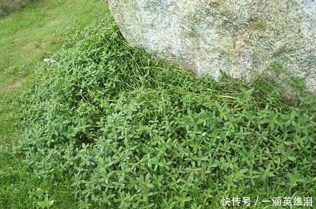 有兩種野草在農村隨處可見,總是被視而不見,卻是很珍貴的藥材