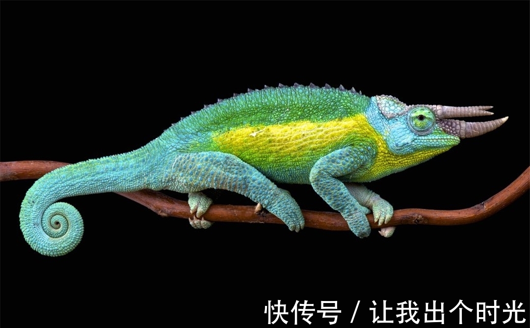 纳米晶体|变色不是为了“伪装”?而是交流和控制体温,动画片都是骗人的