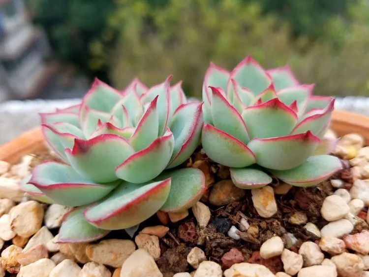 养肉三年，分享养肉经验，谈谈适合逆开挂区的多肉！