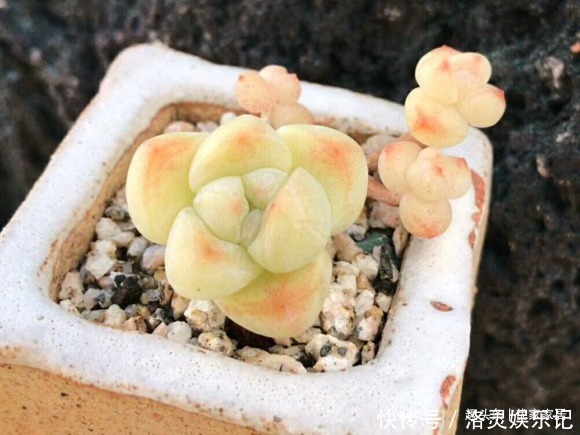 品种|以胖为美的12款漂亮多肉,很多都是大普货,喜欢养多肉的你养了吗