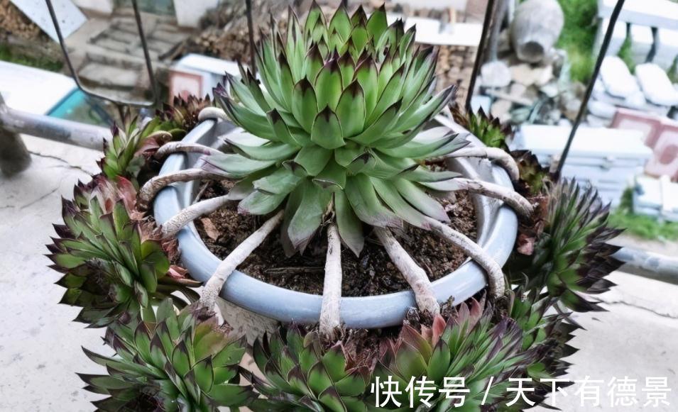 盆栽此款多肉,打理好这些,茎叶长得像莲花,一年四季都在开