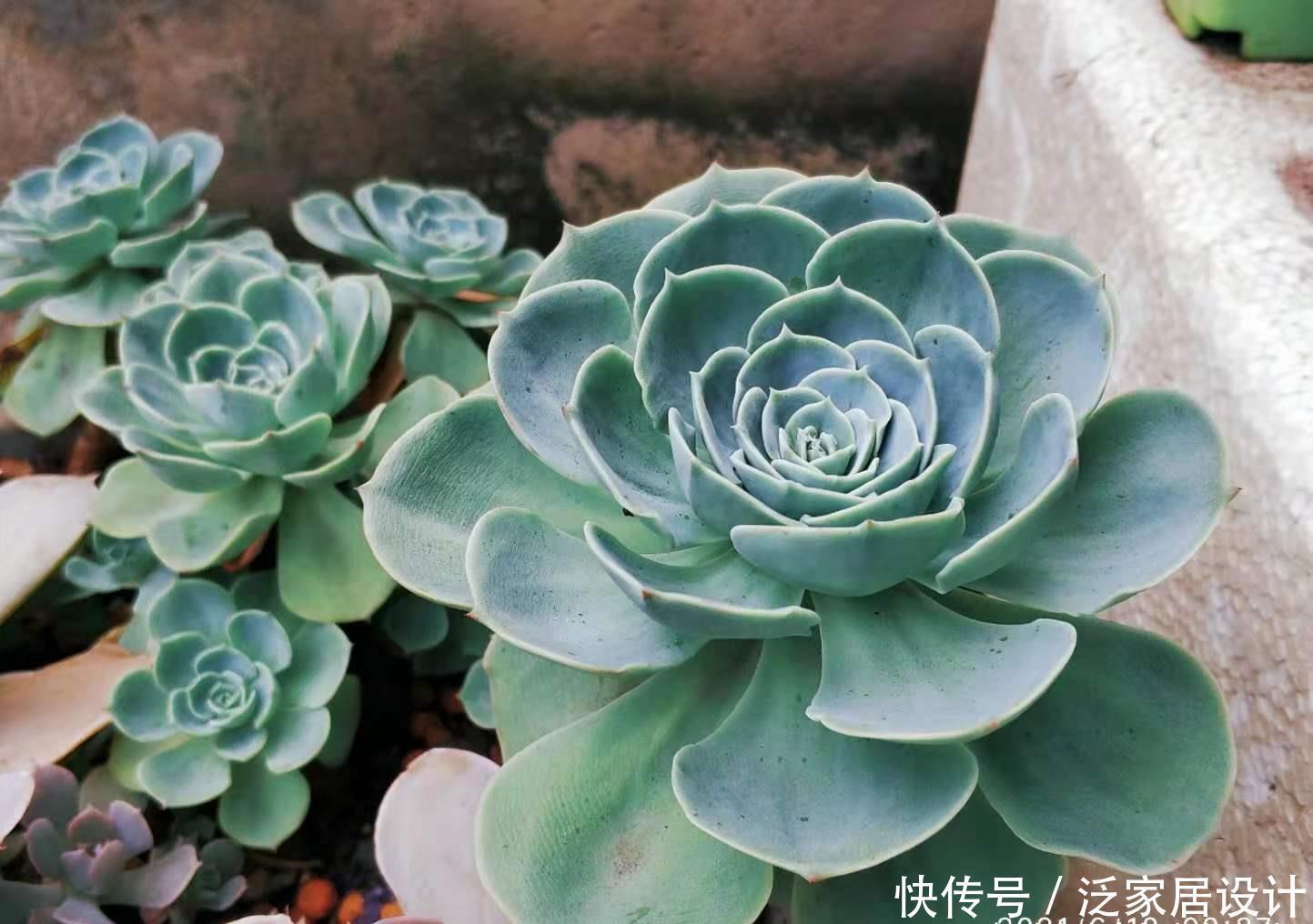 多肉|想给多肉玉蝶摘心？养护方向跑偏了，先将它养活还愁它不爆盆？