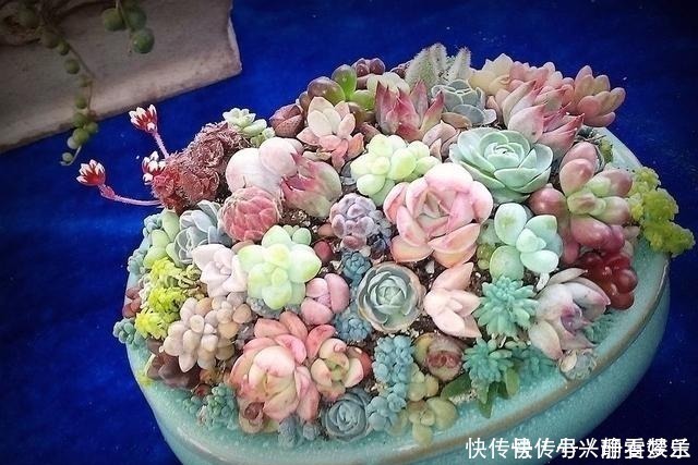 多肉总是“长不大”,注意5点,养出“肉质感”,肥嘟嘟就爆盆!