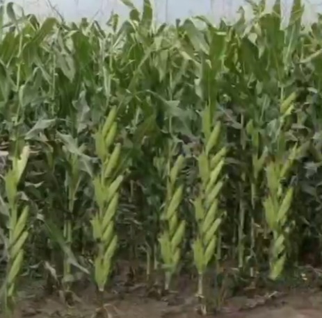 男子种下玉米,结果时多的像香蕉,眼前景象大开眼界!
