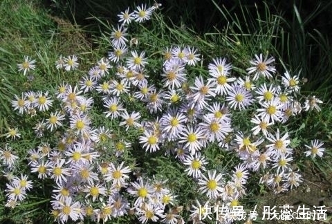 上皮细胞|提个醒:见到此野花,一定要拔回家,好处不请自来,作用非常大