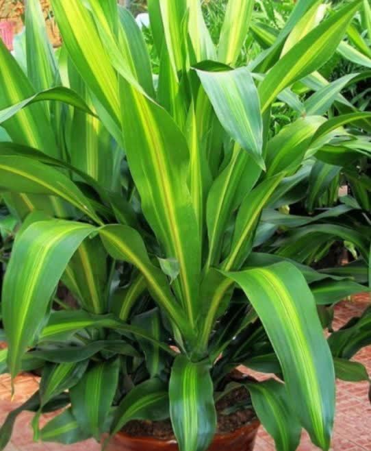 超好养的4种花，越不浇水越爆盆，寓意吉祥人人爱，家里养真适合