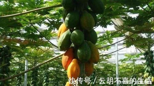 蒲公英|不起眼的它，竟是湿气“大克星”，没事喝一杯，湿气祛得一干二净