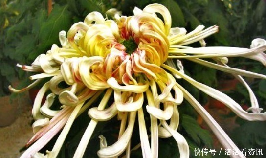 喜欢菊花,不如养盆“菊中珍品”沽水流霞,艳似娇霞,份外夺目