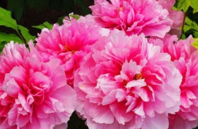 生肖鼠|天生疼爱妻子的三大生肖男,对妻子言听计从,甘愿为其当牛做马