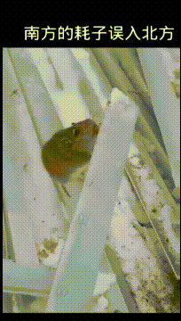 |搞笑GIF趣图:跟老婆说腰有点疼,第二天找来老丈人做了一大锅菜