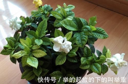 花卉|大爷种栀子花，从不施肥，一些“垃圾”全扔盆里，最后花开十几朵