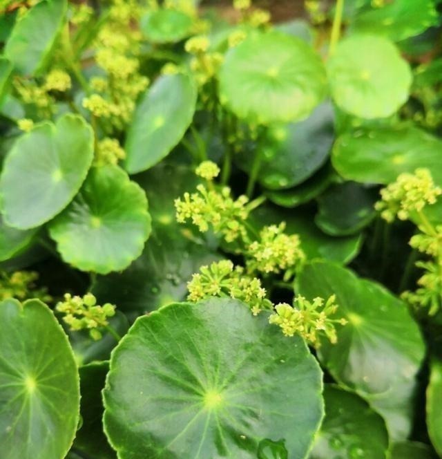 这三种花虽然丑,古代“大户人家”最爱养,“寓意好”遇水就疯长!