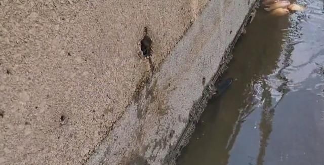 这鱼在漠阳江快泛滥了,钓鱼人:到处都是,所幸还好吃