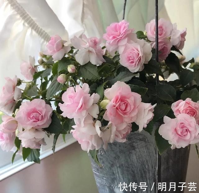 蝴蝶兰|15种耐阴花,室内光照不足,照样花开不断!