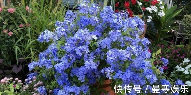 “小花”不起眼这3种“开花劳模”,适当养护,开花停不下!