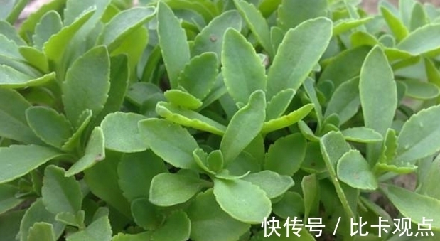 消化道出血|一种农村野菜被称为“救心草”,炒着吃口感滑润,能延缓血管硬化