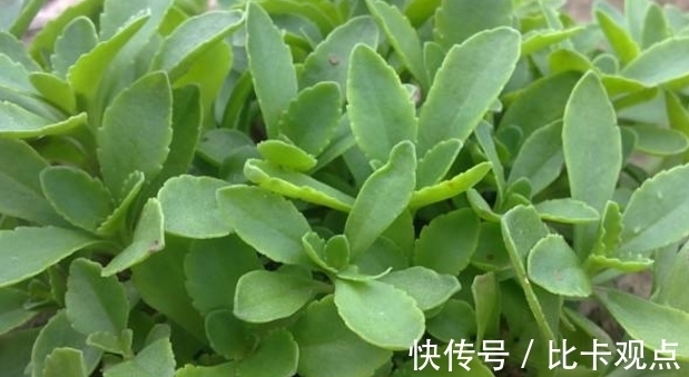 消化道出血|一种农村野菜被称为“救心草”，炒着吃口感滑润，能延缓血管硬化