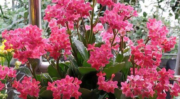 长寿花12月,还在装菜,不开花,快喷“催花水”,立马开花上百朵